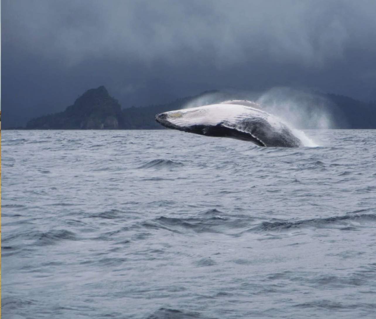 Observação de baleias ao largo do Príncipe