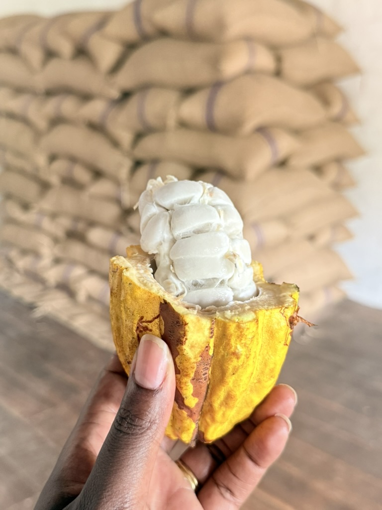 Plantação de cacau